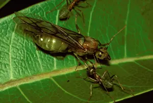 Virescens: Green tree or Weaver ants - winged queen attended