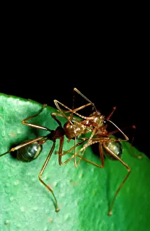 Virescens: Green tree or Weaver ants - workers in mouth-to-mouth