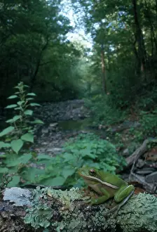 Oklahoma: Green Treefrog