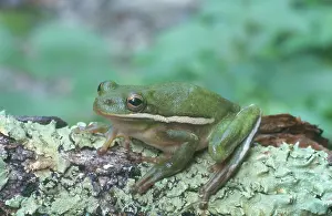 Oklahoma: Green Treefrog