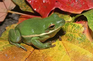 Nostrils: Green Treefrog