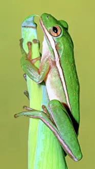 Sticky: Green Treefrog