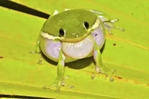 Inflated: Green Treefrog