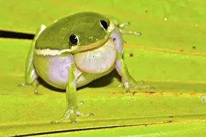 Inflated: Green Treefrog