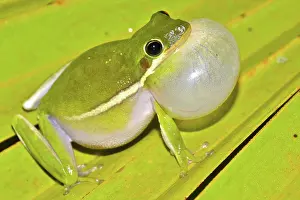 Inflated: Green Treefrog