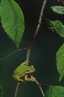 Hylid: Green Treefrog
