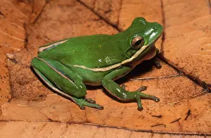 Hylid: Green Treefrog