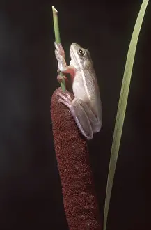 Cattail: Green Treefrog on Cattail