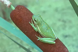 Cattail: Green Treefrog on Cattail