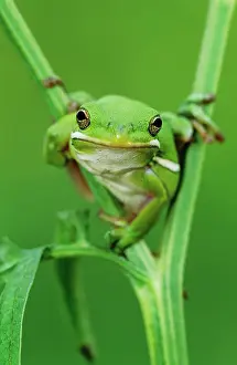 Toads: Green Treefrog (Hyla cinerea), adult, Lake Corpus