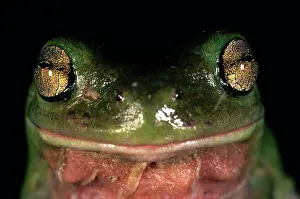 Litoria: Green Treefrog (Litoria caerulea), Australia