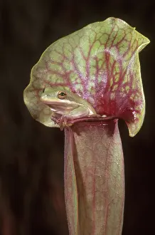 Pitcher: Green Treefrog in Pitcher Plant