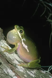 Inflated: Green Treefrog Vocalizing