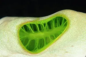 Squirt: Green Tunicate siphon