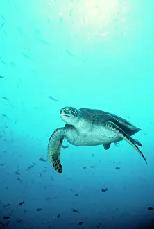 Midas: GREEN TURTLE