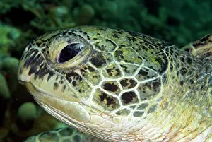 Sipadan: Green Turtle