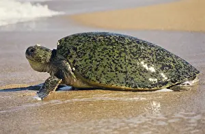 Cryptodira: Green Turtle