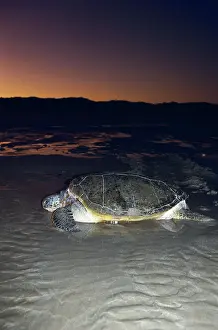 Cheloniidae: Green Turtle