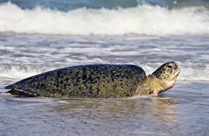 Cryptodira: Green Turtle