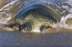 Cryptodira: Green Turtle