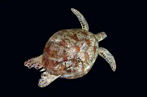 Mydas: Green Turtle