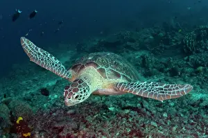 Mydas: Green Turtle