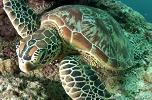 Mydas: Green Turtle