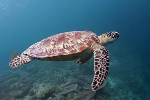 Shell: Green Turtle