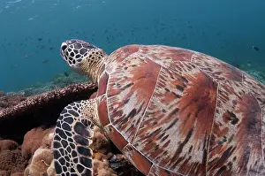 Shell: Green Turtle