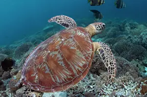 Shell: Green Turtle