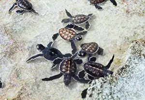 Valerie & Ron Taylor: GREEN TURTLE - BABIES