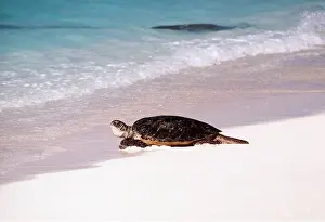 Turtles: GREEN TURTLE - on beach, entering sea