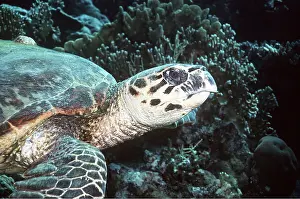 Turtles: GREEN TURTLE C/U