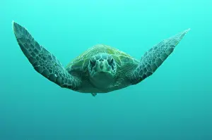 Mydas: Green Turtle (Chelonia mydas agassisi)