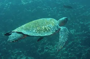 Mydas: Green Turtle (Chelonia mydas agassisi)