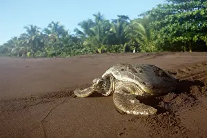 Mydas: Green turtle (Chelonia mydas) on the beach, Tortuguero Natio