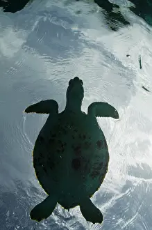 Mydas: Green Turtle (Chelonia mydas), Bonaire