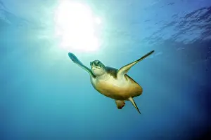 Mydas: Green turtle (Chelonia mydas), Canary Islands, Spain