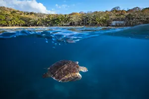 Mydas: Green turtle (Chelonia mydas) coming to breathe