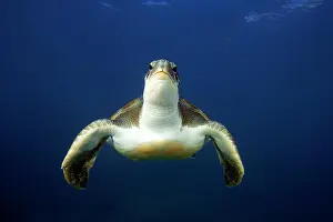 Mydas: Green turtle (Chelonia mydas), Eastern Atlantic