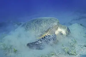 Mydas: Green turtle (Chelonia mydas) eating seaweed, stirring u
