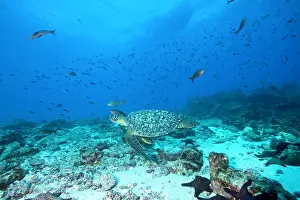 Equador: Green Turtle Chelonia mydas endangered IUCN Galapagos Islan