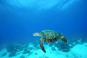Equador: Green Turtle Chelonia mydas endangered IUCN Galapagos Islan