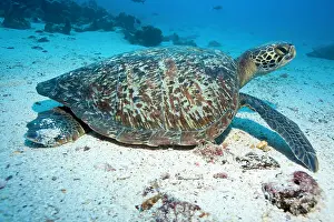 Equador: Green Turtle Chelonia mydas endangered IUCN Galapagos Islan