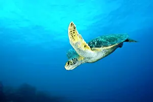 Equador: Green Turtle Chelonia mydas endangered IUCN Galapagos Islan