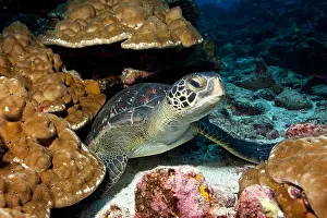 Equador: Green Turtle Chelonia mydas endangered IUCN Galapagos Islan