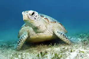 Mydas: Green turtle (Chelonia mydas) from front, seagrass