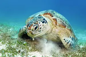 Mydas: Green turtle (Chelonia mydas) or green turtle from
