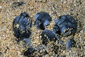 Mydas: Green Turtle, (Chelonia mydas), hatchlings