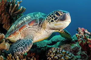 Cheloniidae: Green turtle (Chelonia mydas), Indonesia